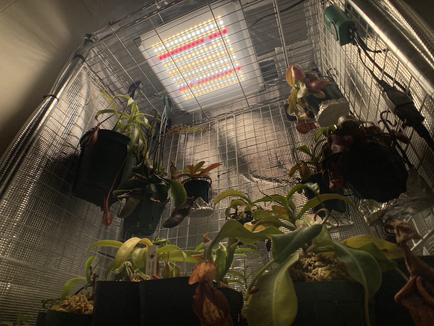 【食虫植物の冬】自作簡易温室の紹介！